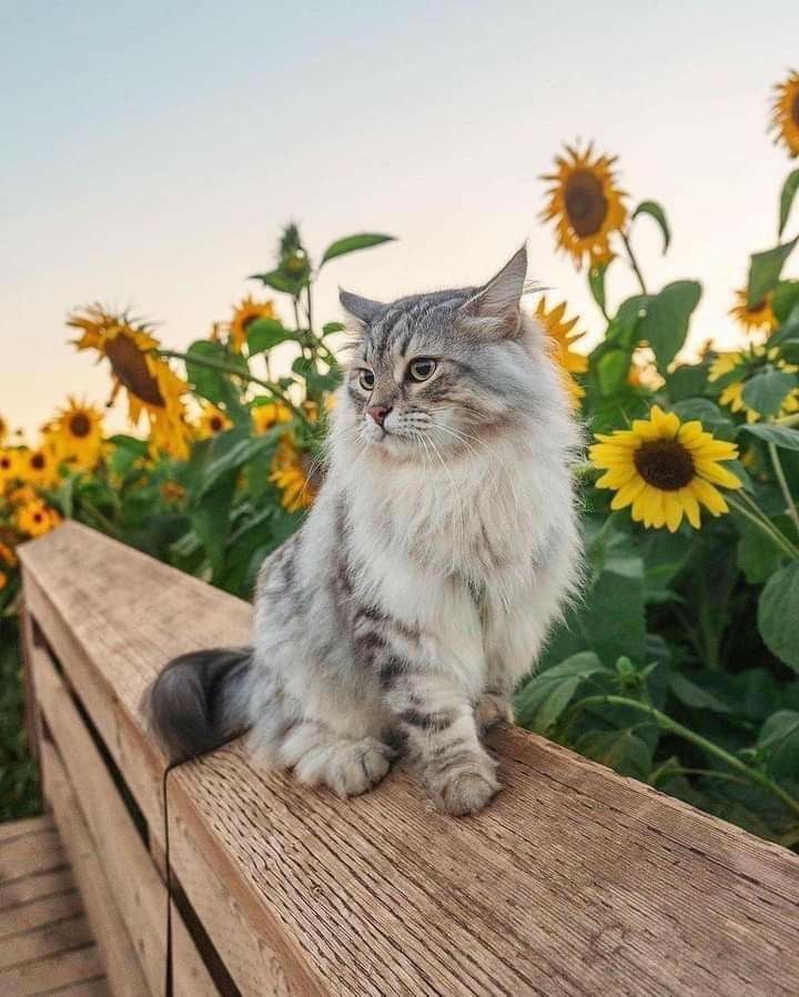Jade Rabbit and the Moon Mortar